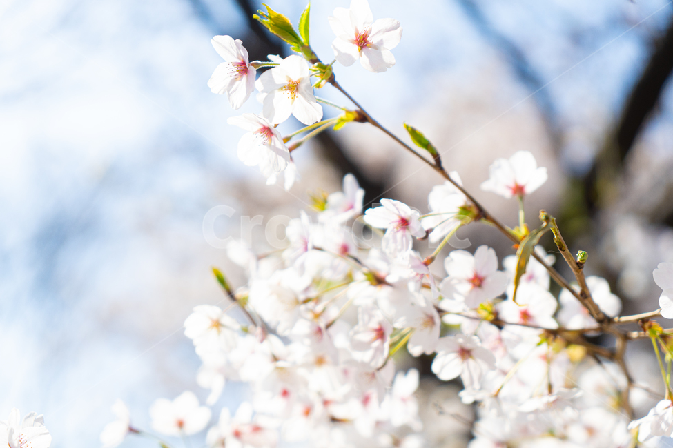 벚꽃,꽃,봄,핑크,분홍,나무,plant,식물,cherryblossom,blossom,flower,따뜻,따뜻한,벚꽃축제