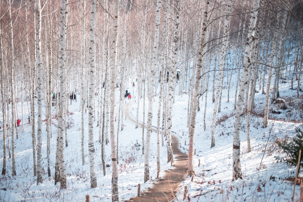 풍경,자연,스냅,자작나무,숲,겨울,계절,winter,season,자연,풍경,nature,landscape,식물,plants,나무,trees,wood,outdoors,옥외