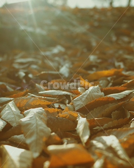 낙엽사진,가을이미지,리코gr2,자연이미지,계절,자연,숲,가을,계절,fall,autumn,season,식물,자연,plants,nature,휴식,힐링,rest,relaxation,healing,plant,leaf,잎