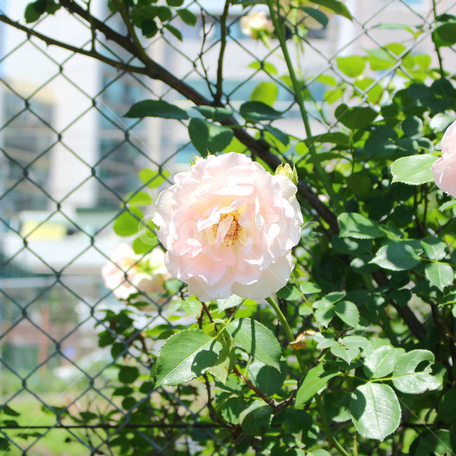 꽃,장미,하얀장미,감성사진,여름,5월,흰색,flower,rose,풍경,풍경사진,자연,식물,자연,plants,nature,꽃,flower