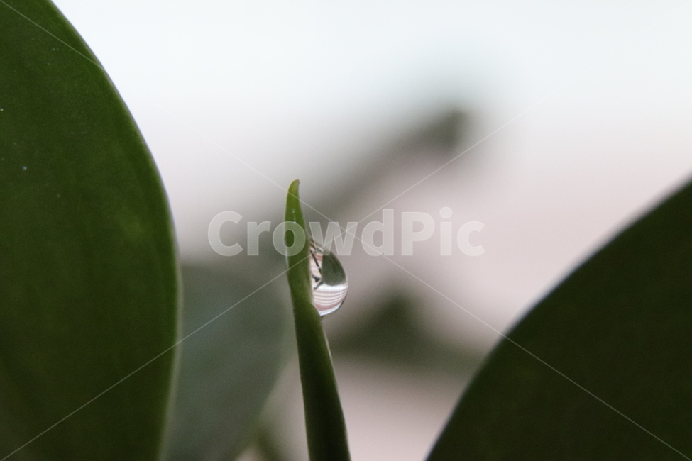 다육이,물방울,이슬,droplet,작은물방울