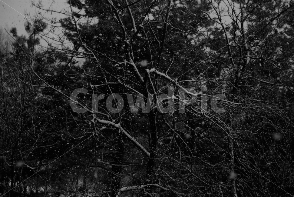 겨울,눈,snow,풍경,자연,감성,눈오는날,눈내리는날,눈내린나무,함박눈,나무,자연,풍경,nature,landscape,겨울,계절,winter,season,흑백,모노톤,monochrome,black and white,tree,plant,식물