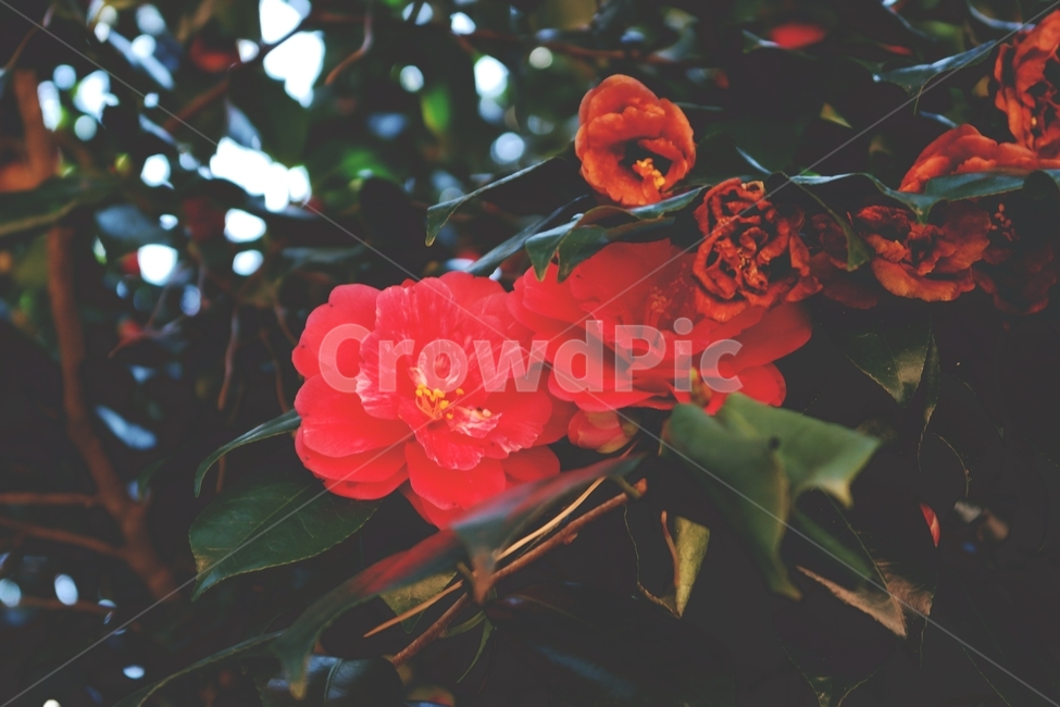 동백,동백꽃,겨울꽃,빨간꽃,꽃,빨강,감성,red,flower,blossom,plant,camellia,식물,식물,자연,plants,nature,꽃,flower