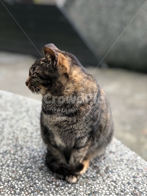 cat,고양이,pet,애완동물,animal,동물,길고양이