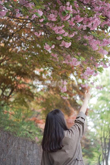 벚꽃,겹벚꽃,사쿠라,손짓,봄꽃,spring,여자,여성,뒷모습,봄,계절,spring,season,식물,자연,plants,nature,꽃,flower,사람,인물,인간,human,person,여성,여자,woman,female,lady,tree,나무,plant
