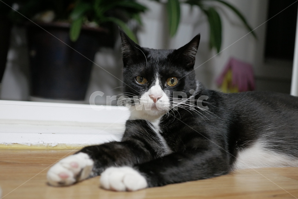 고양이,개냥이,동물,얼굴,표정,애교,귀여운,동물,animal,포유류,mammal,고양이,cat,kitten,kitty