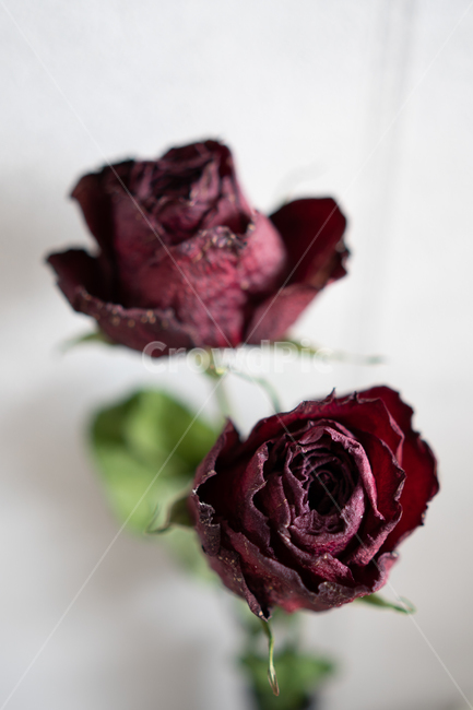 꽃,장미,장미꽃,건조,생화,꽃,flower