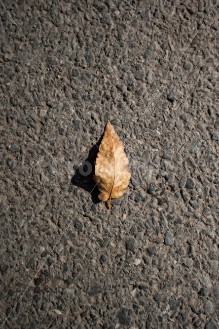 가을,단풍,단풍길,낙엽,이파리,식물,알록달록,나무,가지,쌀쌀함,울긋불긋,쓸쓸함,가을바람,산,붉은산,푸른창공,가을낙엽,가을이파리,가을나무,가을분위기,가을,계절,fall,autumn,season,식물,자연,plants,nature,leaf,잎,plant,ground,바닥,asphalt,아스팔트