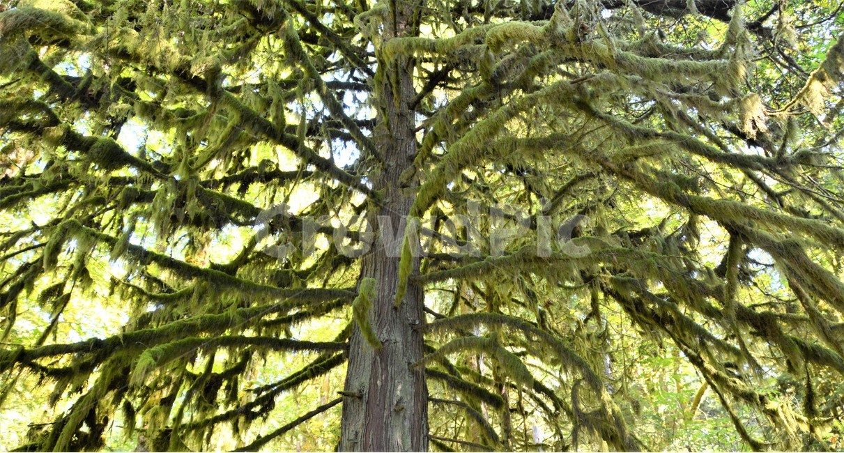 나무,자연,이끼,고목,숲속,식물,자연,plants,nature,나무,trees,wood