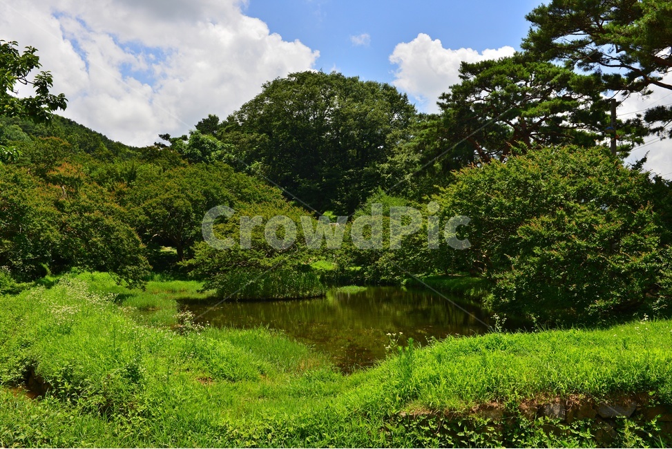 nature,자연,water,물,outdoors,옥외,전남,담양,명옥헌,명옥헌원림,명옥헌여름,계절,신록,하늘,구름,배롱나무