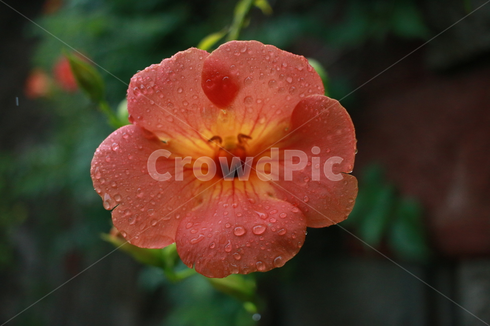 우중출사,장마,능소화,금등화,비방울,식물,자연,plants,nature,꽃,flower,비,비오는날,rain,rainy