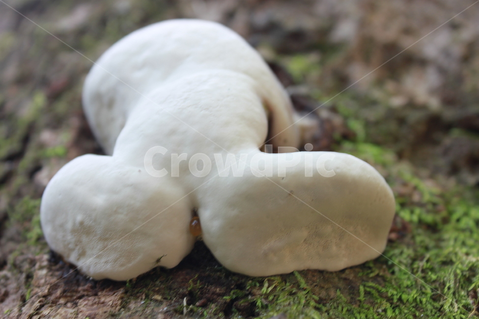 버섯,균사,mushroom,균류,균사체,버섯,mushroom