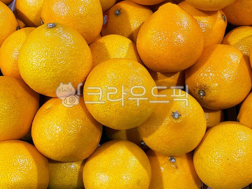 황금향,감귤,제주감귤,귤,주황색,음식,식재료,과일,열매,hwanggeumhyang,jejutangerine,tangerine,orange,food,foodingredient,fruit