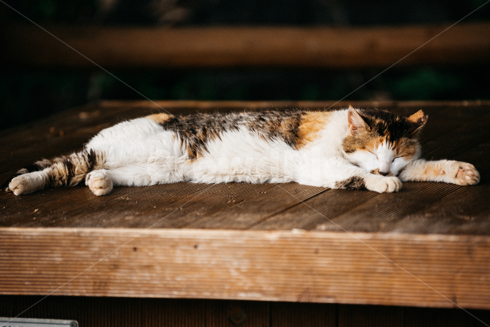 고양이,캣,냥냥이,길고양이,삼색이,치즈냥,냥,cat,동물,동물,animal,포유류,mammal,고양이,cat,kitten,kitty