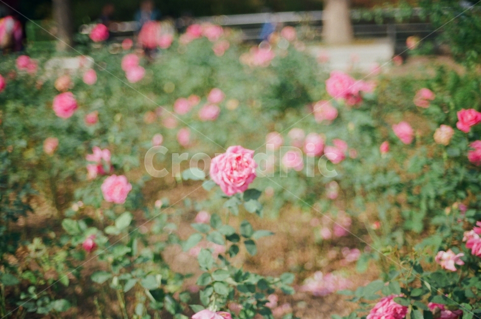 꽃,flower,필름,film,자연,nature
