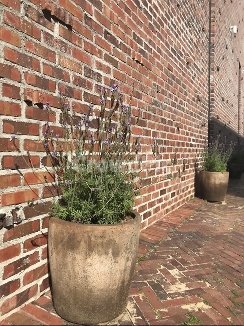 벽돌,brick,라벤더,화분,붉은벽돌,식물,자연,plants,nature