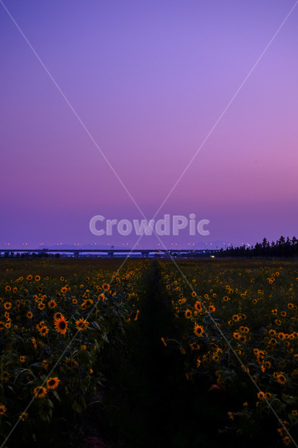 해바라기,해바라기밭,꽃밭,노란꽃,풍경,시선,자연,풍경,nature,landscape,field,들,outdoors,옥외,grassland,목초지