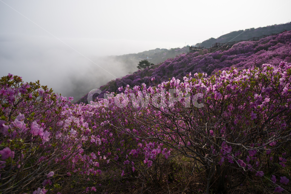 꽃,개화,만개,진달래,배경,바탕,배경이미지,고려산,진달래꽃,고려산정취,4월의고려산,진달래축제