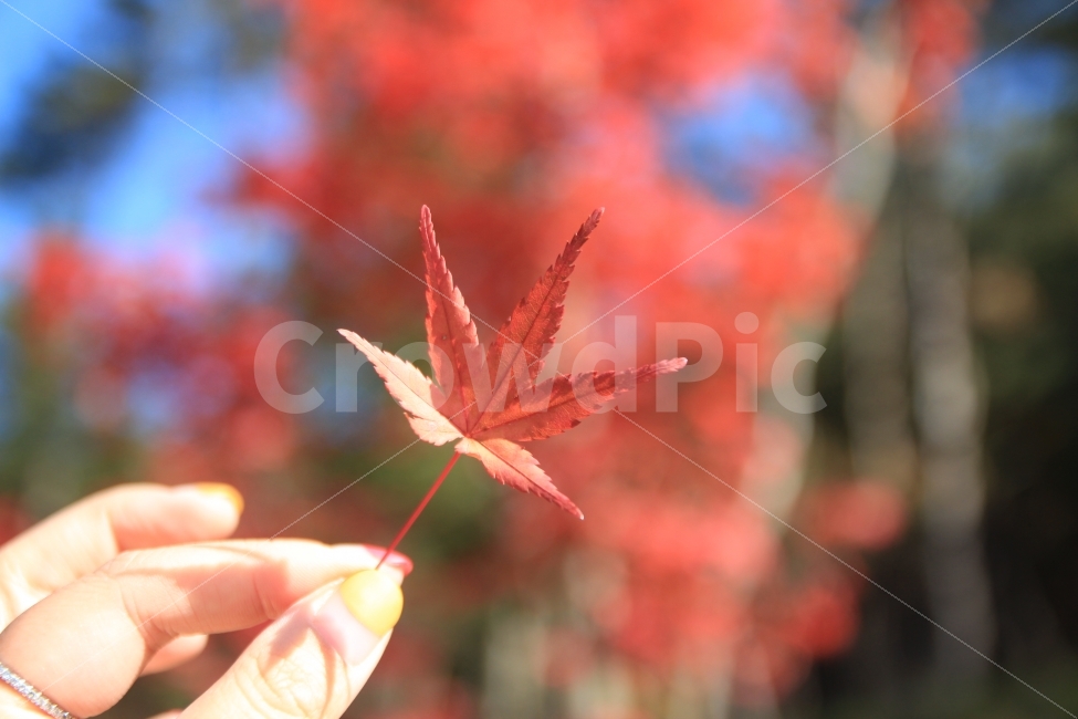 가을,감성,단풍,단풍잎,그림자,가을,계절,fall,autumn,season,식물,자연,plants,nature,사람,인물,인간,human,person,신체일부,몸,body,감성,sensible,feeling,leaf,잎,plant,tree,나무