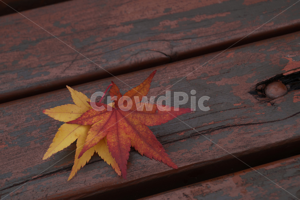 낙엽,단풍나무,단풍,계절,가을,fall,autumn,식물,가을,계절,fall,autumn,season,leaf,잎,plant,tree,나무