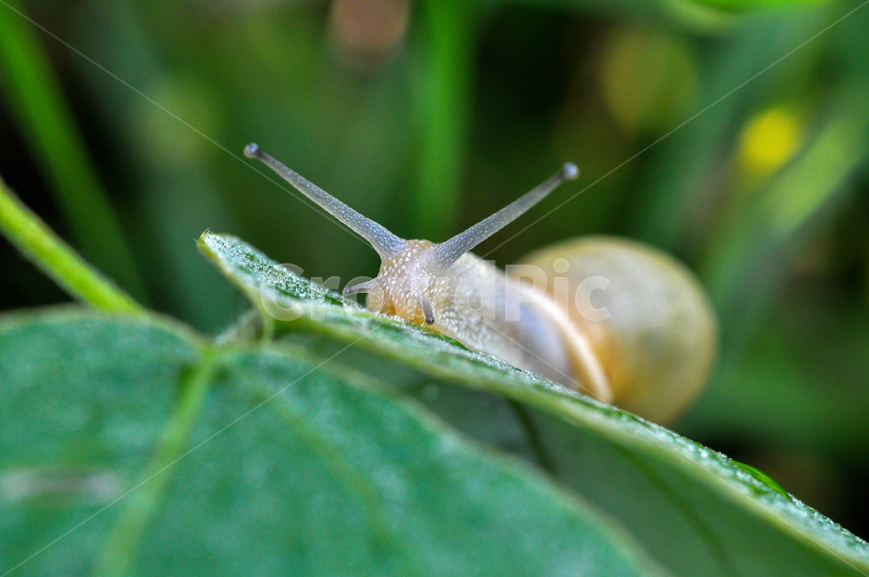 달팽이,식용달팽이,자연,매크로,곤충,곤충,벌레,insect,bug