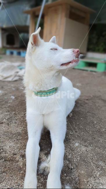 강아지,반려견,반려동물,귀여운,동물