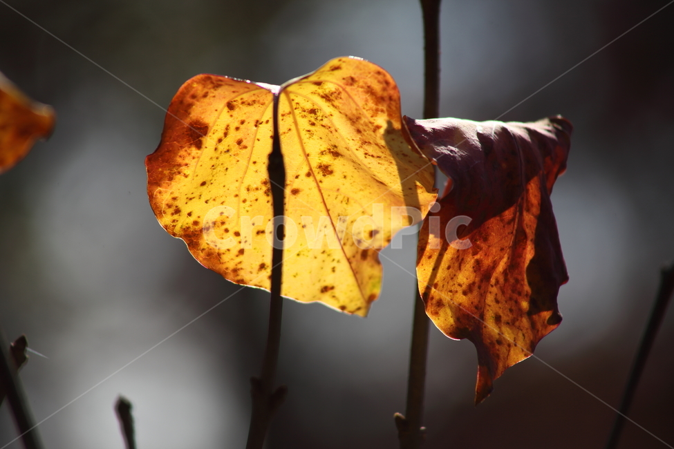 단풍,잎,식물,가을,redleaves,가을,계절,fall,autumn,season,식물,자연,plants,nature,leaf,plant,veins,정맥