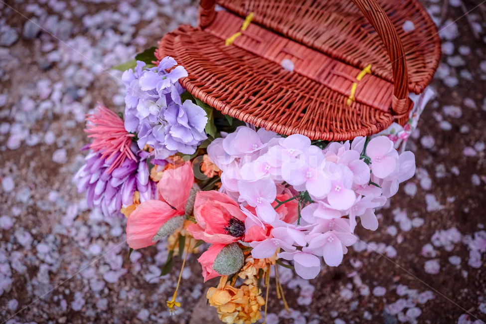 김해,봉황대공원,벚꽃,벚꽃나무,풍경,cherryblossom,park,봄,계절,spring,season,plant,식물,flower,꽃,flower arrangement,꽃꽂이,flower bouquet,꽃 부케,blossom