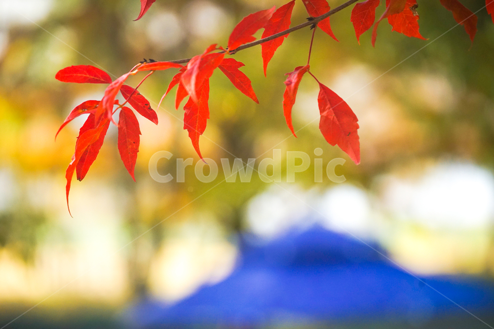 가을,단풍,계절,감성,나무,식물,햇살,가을,계절,fall,autumn,season,leaf,잎,plant,tree