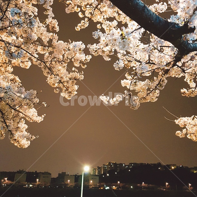 조명,벚꽃,밤하늘,야경,감성,불빛,cherryblossom,아양교기찻길,아양교벚꽃
