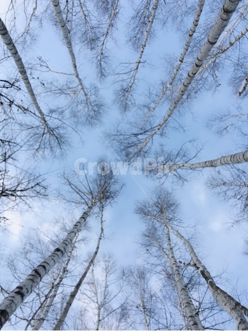 sky,birch tree,Sapporo,birch forest,winter