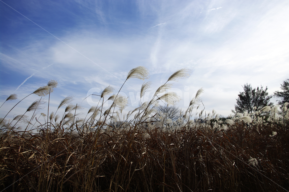 억새,자연,nature,식물,plant,하늘,구름,자연,풍경,nature,landscape,식물,plants,grass,잔디,lawn,reed,갈대