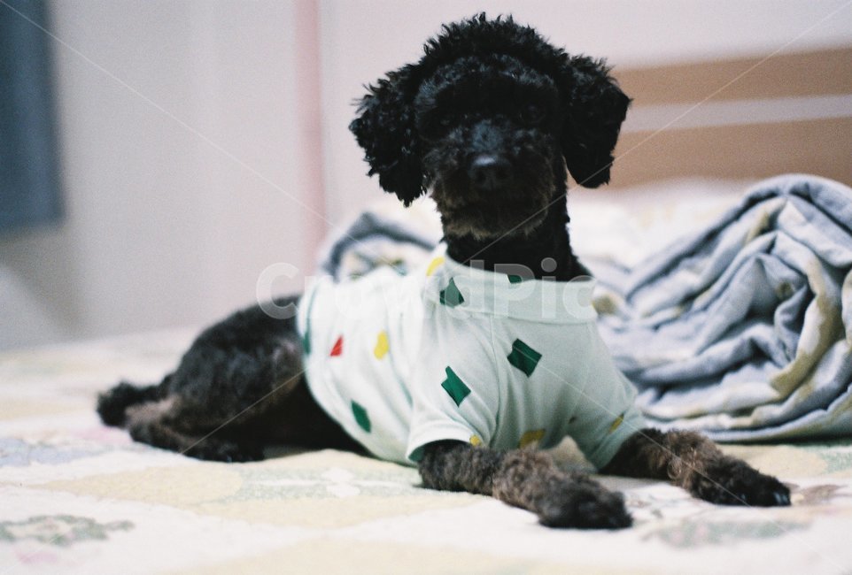 강아지,동물,애완동물,반려견,개,동물,animal,포유류,mammal,개,강아지,dog,doggy