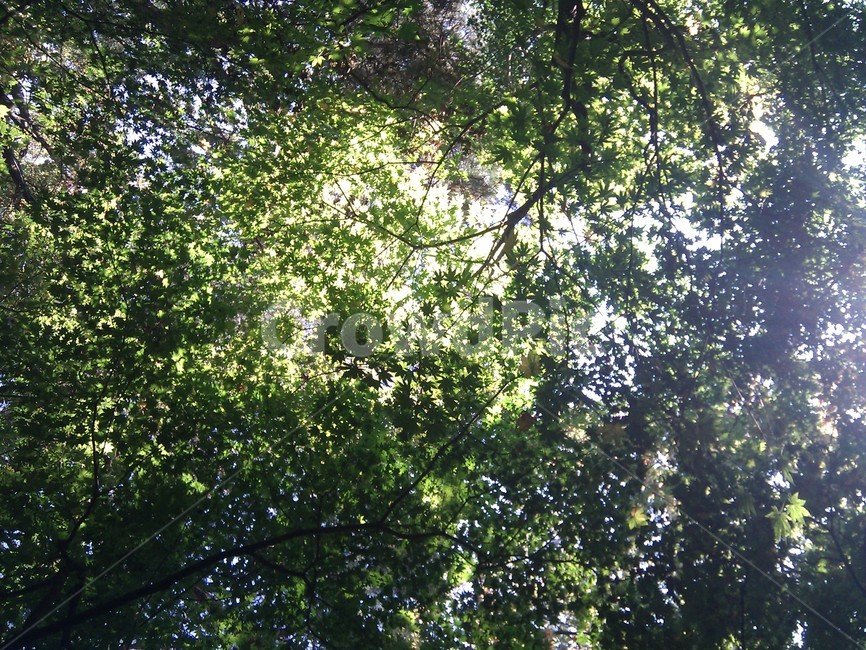 나무,그늘,햇살,녹색,솔로,자연,풍경,nature,landscape,tree,plant,식물