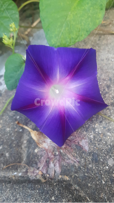 꽃,flower,근접,생화,야생화