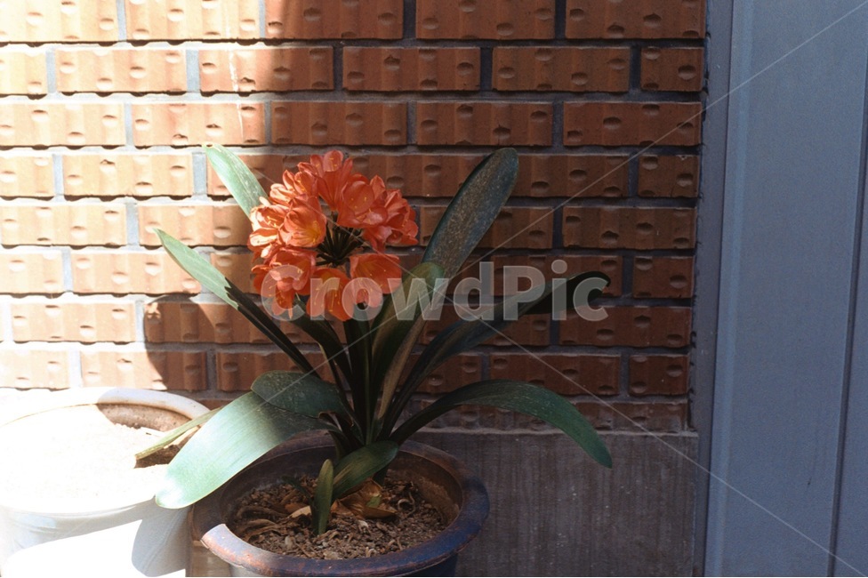 색감,감성사진,필름사진,그림자,꽃,화분,벽돌,주택,자연,주황꽃,flower,실내용화초,화분,화초,house plant
