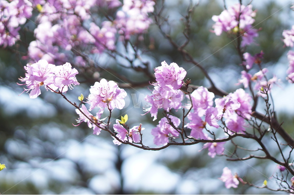 진달래,핑크,봄,낮,빛,봄,계절,spring,season,식물,자연,plants,nature,꽃,flower,plant,blossom,cherry blossom,벚꽃