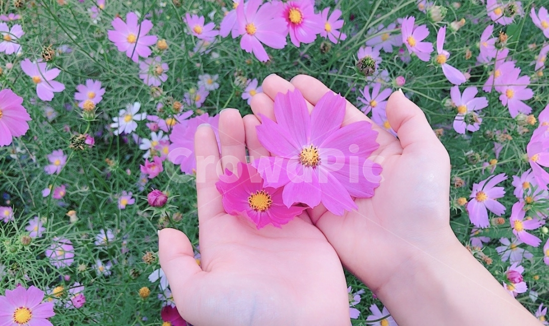 꽃,코스모스,가을,손,감성사진,flower,fall,autumn,hand,cosmos,가을,계절,fall,autumn,season,식물,자연,plants,nature,꽃,flower,사람,인물,인간,human,person,신체일부,몸,body,감성,sensible,feeling,geranium,제라늄,blossom,plant,petal,꽃잎