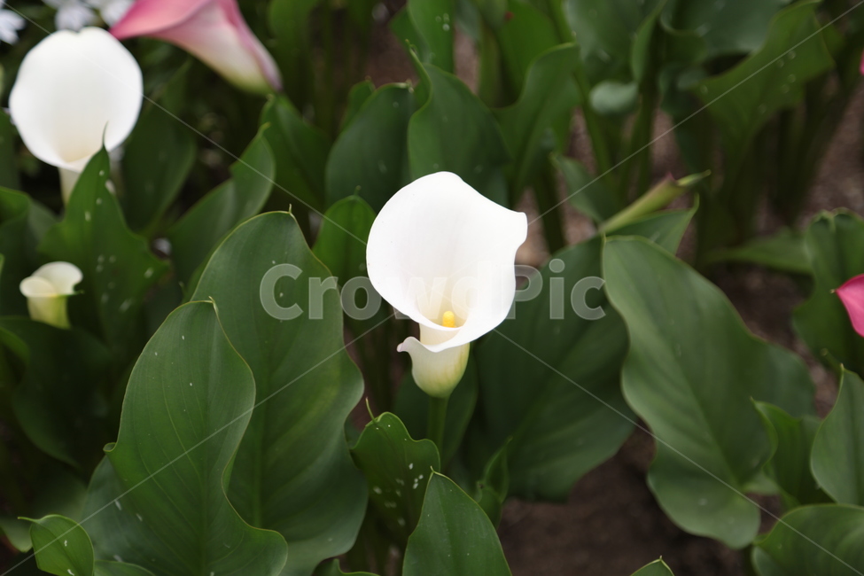 꽃,꽃들,자연,녹색,한송이,식물,자연,plants,nature,꽃,flower