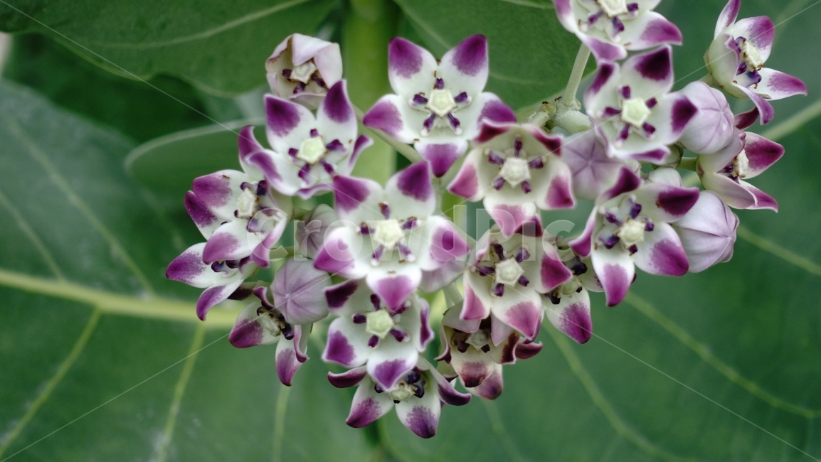 꽃,들꽃,야생화,이름모를꽃,꽃사진,식물,자연,plants,nature,꽃,flower