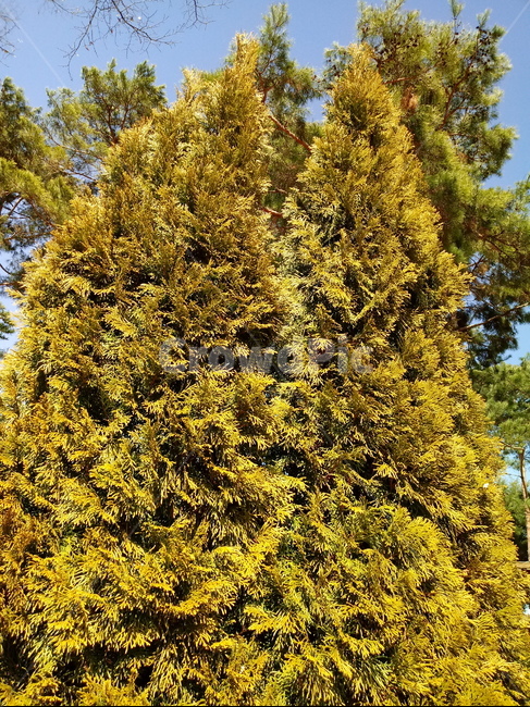 나무,식물,나무가지,tree,treetrunk,측백나무,나뭇잎