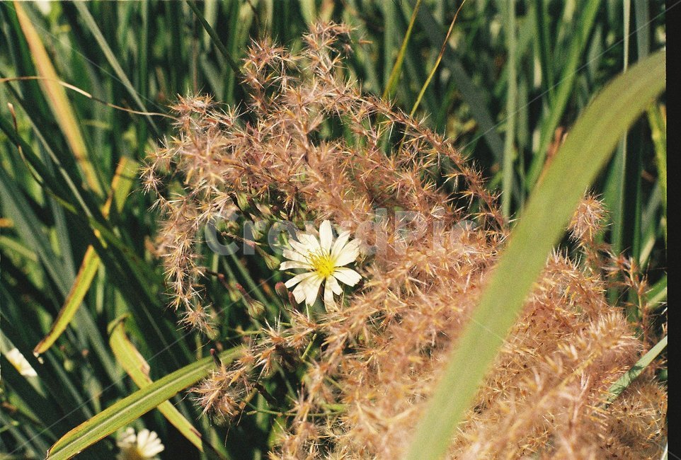 갈대,억새,하늘공원,꽃,flower,가을,가을,계절,fall,autumn,season,식물,자연,plants,nature,꽃,flower,감성,sensible,feeling,plant