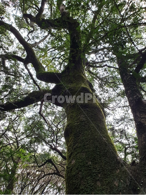 숲,비자림,비자나무,고목,이끼,식물,자연,plants,nature,나무,trees,wood