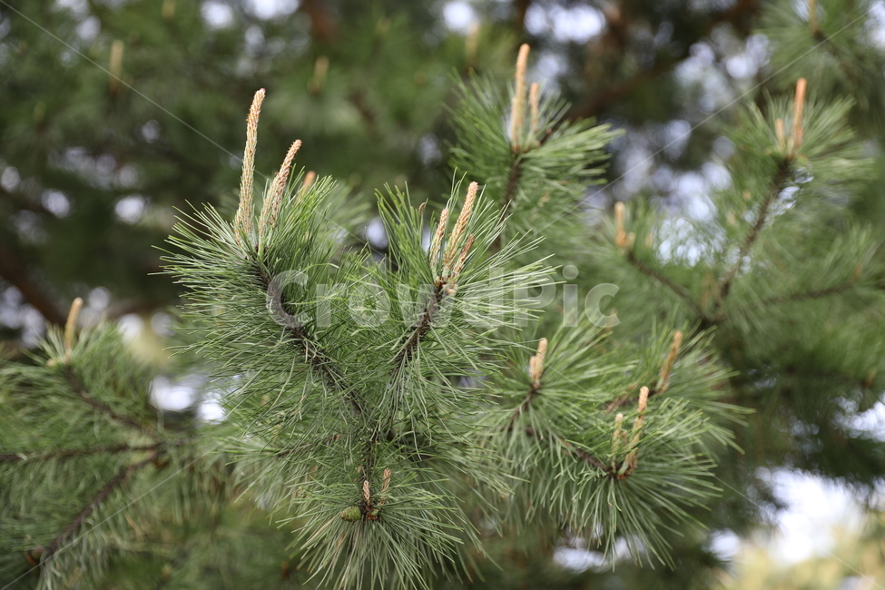 소나무,순,숲,나무,솔잎,솔,식물,자연,plants,nature,나무,trees,wood