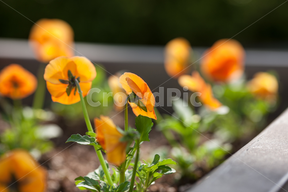 flowers,꽃,봄,spring,botanical,식물,자연,plants,nature,꽃,flower