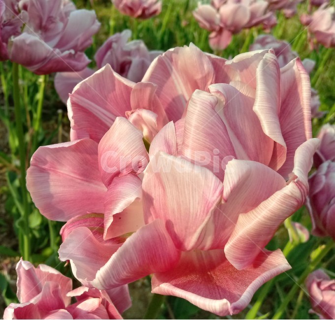 tulip,백합과,구근초,여러해살이화초,꽃,튤립,빨강색,봄,식물,자연,springseasonflower
