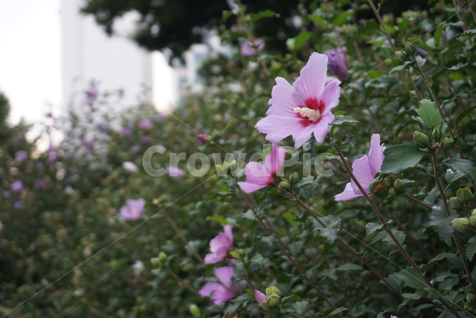 plant,식물,무궁화,국화,꽃,flower