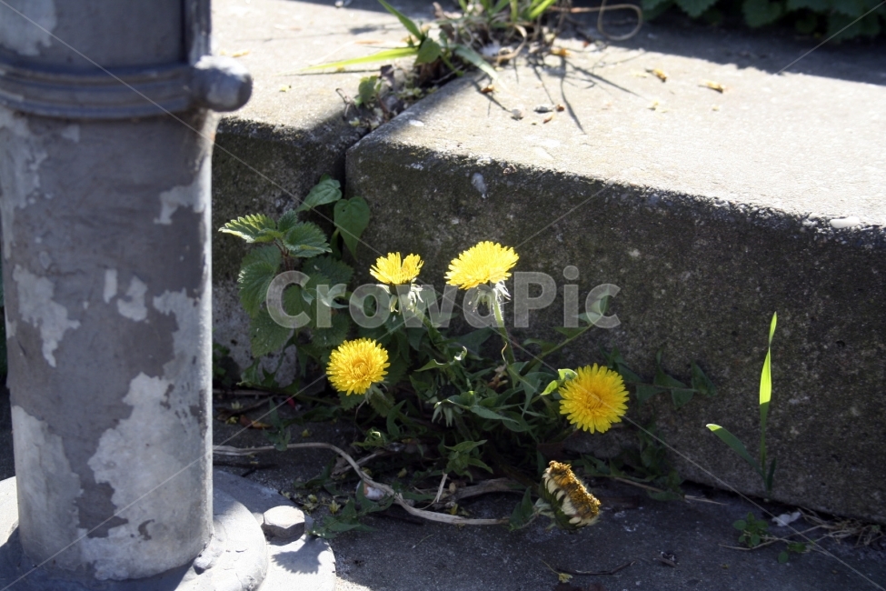 민들레,들꽃,계단,꽃,홀로,식물,자연,plants,nature,꽃,flower