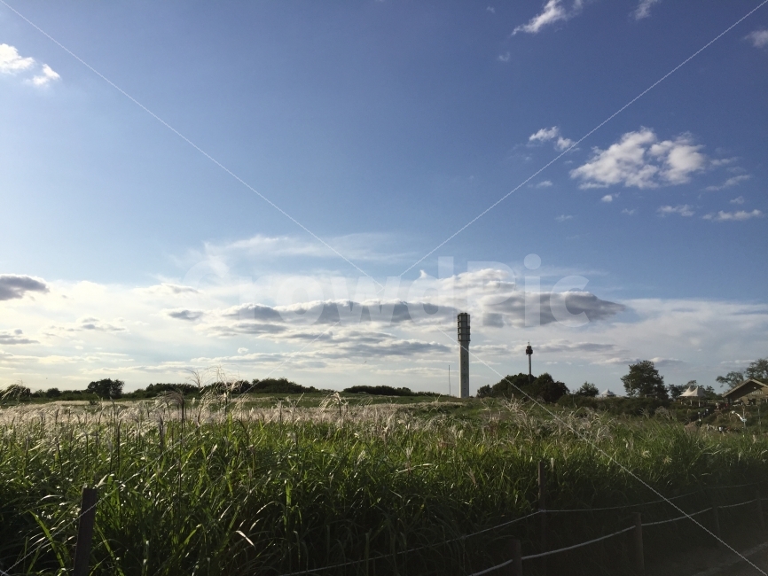억새,억새밭,하늘공원,억새축제,가을,자연,풍경,nature,landscape,가을,계절,fall,autumn,season,grass,잔디,plant,식물,outdoors,옥외