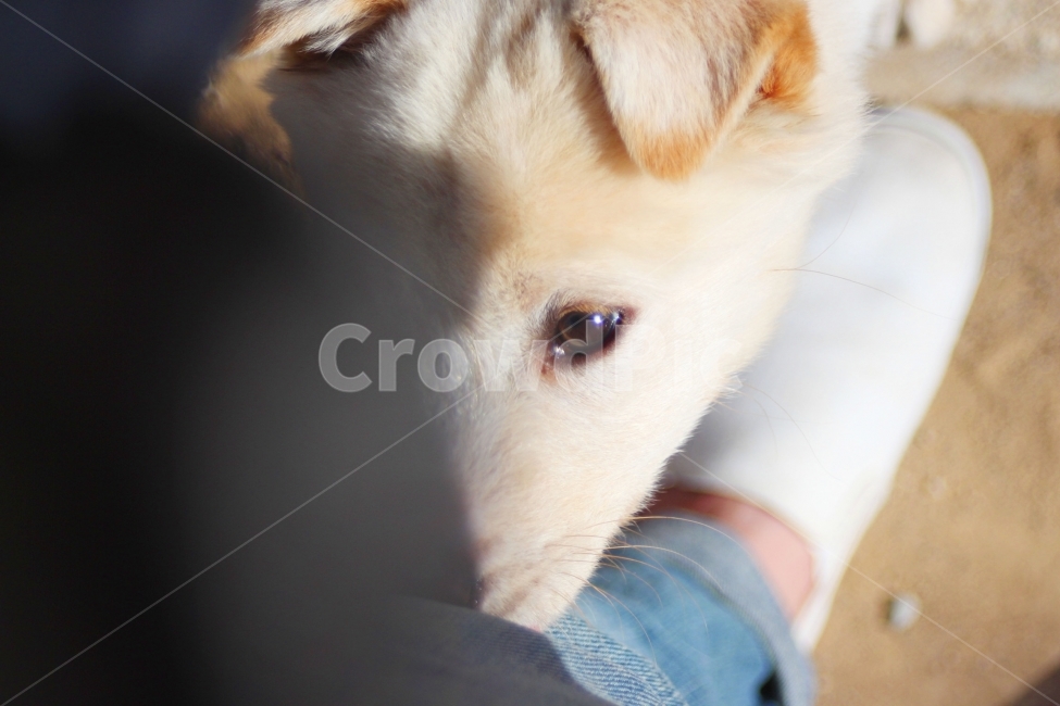 개,강아지,dog,puppy,동물,animal,백구,멍멍이,눈빛,동물,animal,포유류,mammal,개,강아지,dog,doggy